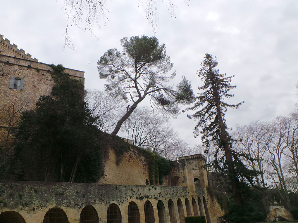 Abattage d'un pin au Chateau de la Barben