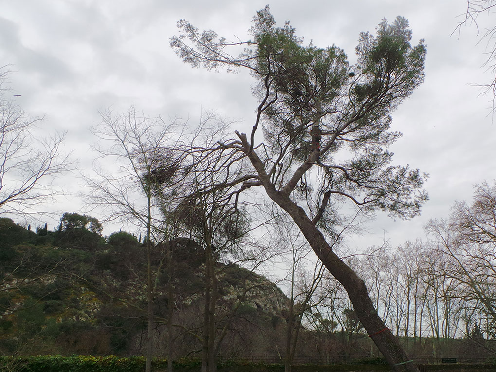 Abattage d'un pin au Chateau de la Barben