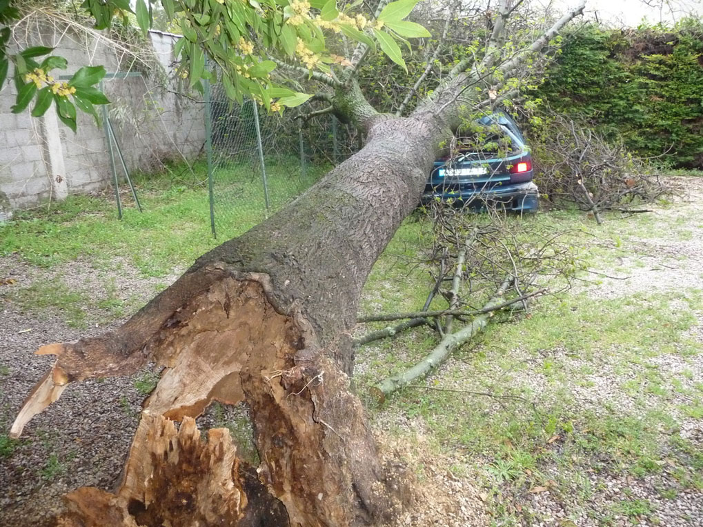 Intervention en urgence suite à la chute d'un arbre sur une voiture 