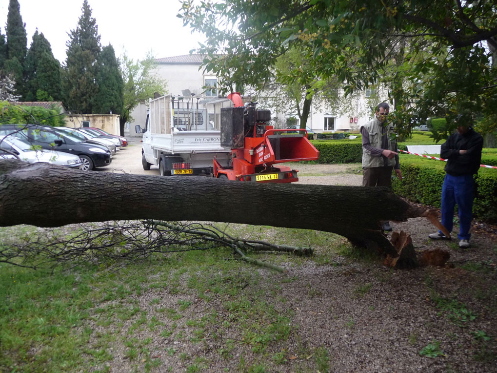 constatation dégat d'arbre dont la base du tronc était pourrie 