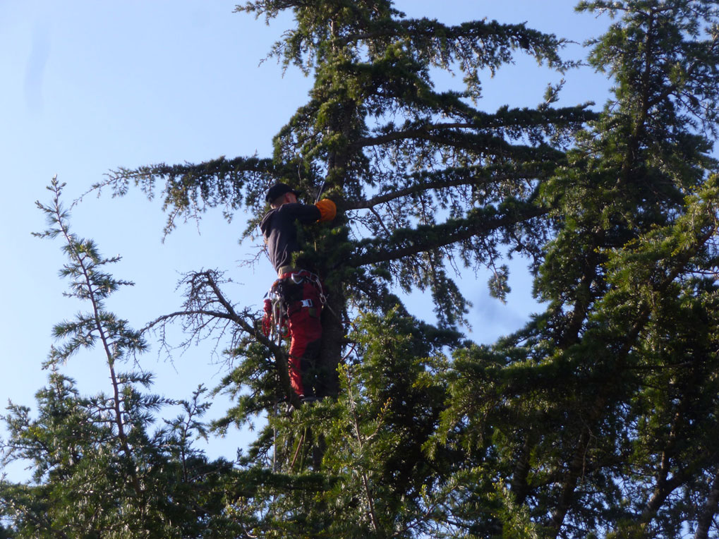 Mise en place du rappel et des poulies par l'élageur 
