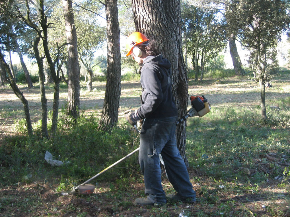 Débroussaillage dans la pinède à Grans 